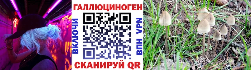 сколько стоит Сорск Галлюциногенные грибы Cubensis